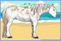 Horse Color:Chestnut Sabino 