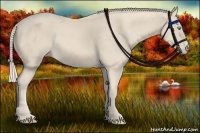 Horse Color:Cremello 