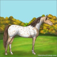 Horse Color:Amber Champagne Appaloosa 