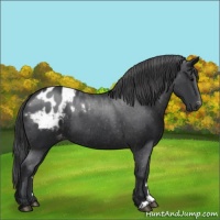 Horse Color:Black Appaloosa 
