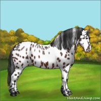 Horse Color:Brown Appaloosa