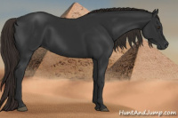 Horse Color:Gray Liver Chestnut 