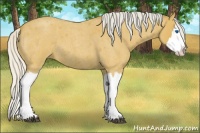 Horse Color:Silver Buckskin Roan Splash 
