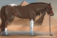 Horse Color:Liver Chestnut Tobiano