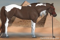Horse Color:Liver Chestnut Tobiano 