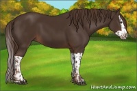Horse Color:Liver Chestnut and Liver Chestnut Splash