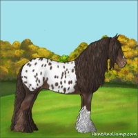 Horse Color:Liver Chestnut Appaloosa