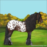 Horse Color:Brown Roan Appaloosa