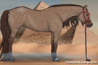 Horse Color:Liver Red Dun