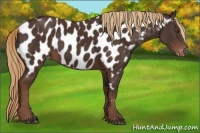 Horse Color:Liver Chestnut Appaloosa 