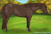 Horse Color:Liver Chestnut 