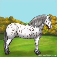 Horse Color:Bay Appaloosa