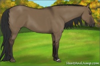 Horse Color:Liver Red Dun 