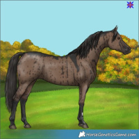 Horse Color:Liver Red Dun Brindle 