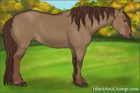 Horse Color:Liver Red Dun