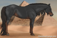 Horse Color:Gray Liver Chestnut