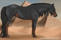 Horse Color:Gray Liver Chestnut 