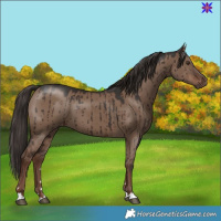 Horse Color:Liver Red Dun Brindle 