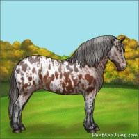 Horse Color:Brown Appaloosa and Brown Appaloosa