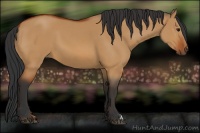 Horse Color:Bay Dun 
