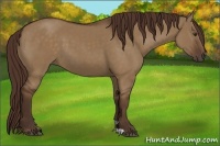 Horse Color:Liver Red Dun 
