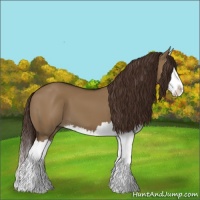 Horse Color:Liver Red Dun Splash