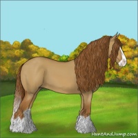 Horse Color:Red Dun Splash 