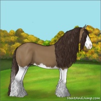 Horse Color:Liver Red Dun Splash 