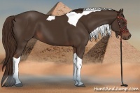 Horse Color:Liver Chestnut Tobiano 