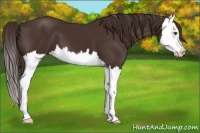 Horse Color:Liver Chestnut Splash 