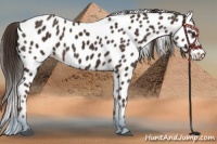 Horse Color:Liver Chestnut Appaloosa 
