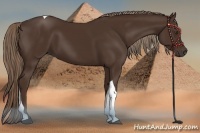 Horse Color:Liver Chestnut Tobiano 