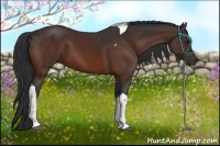 Horse Color:Brown Tobiano 