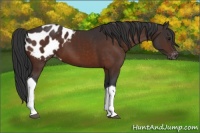 Horse Color:Bay Tobiano Blanket