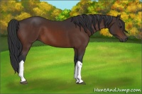 Horse Color:Brown Tobiano