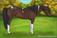 Horse Color:Brown Tobiano