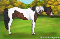 Horse Color:Brown Tobiano 