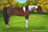 Horse Color:Brown Tobiano