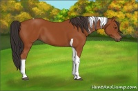 Horse Color:Bay Tobiano 