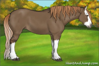Horse Color:Gray Liver Red Dun Splash 