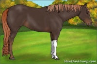 Horse Color:Liver Chestnut 