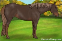 Horse Color:Liver Chestnut 
