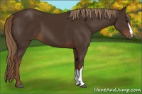 Horse Color:Liver Chestnut 