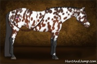 Horse Color:Brown Appaloosa  and Brown Appaloosa 