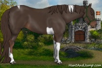 Horse Color:Liver Chestnut Tobiano
