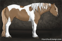 Horse Color:Gray Palomino Tobiano 