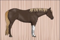 Horse Color:Liver Chestnut 