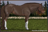 Horse Color:Liver Chestnut 