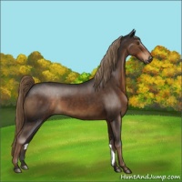 Horse Color:Liver Chestnut Sabino