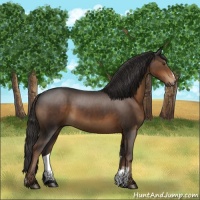 Horse Color:Liver Chestnut Sabino